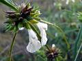 Ceylon Slitwort